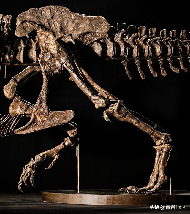 触摸砂纸质感鲸皮，见证恐龙生死搏斗，这座博物馆让孩子爱上自然