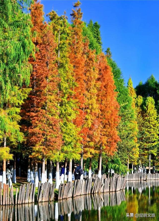 “红”爆！是谁还没有Get昆明的冬天？你知道12月的滇池有多绝？周末冲~