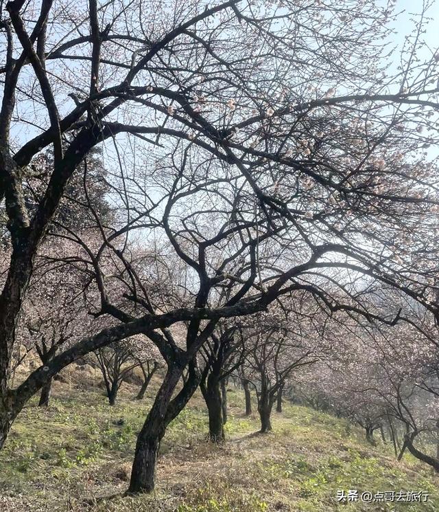 成都最新5个梅林花海，你该去哪个？其中一个被称为成都小林芝！