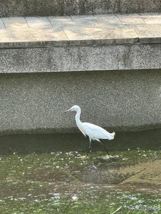 台中旧城巡礼～电子街商圈X绿川水岸半日游，找零件、跳乌龟