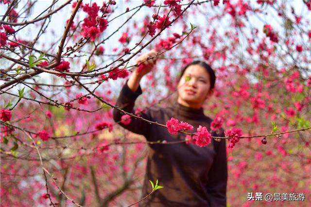 宏图大展正当时 佛山三水“世外桃源”万株桃花盛放迎客