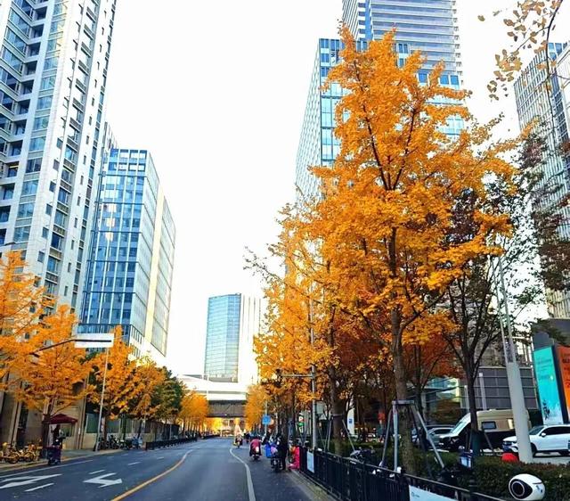 秋色浓度已拉满,谁还没偶遇申城街头的 “赤橙黄绿交响曲”?