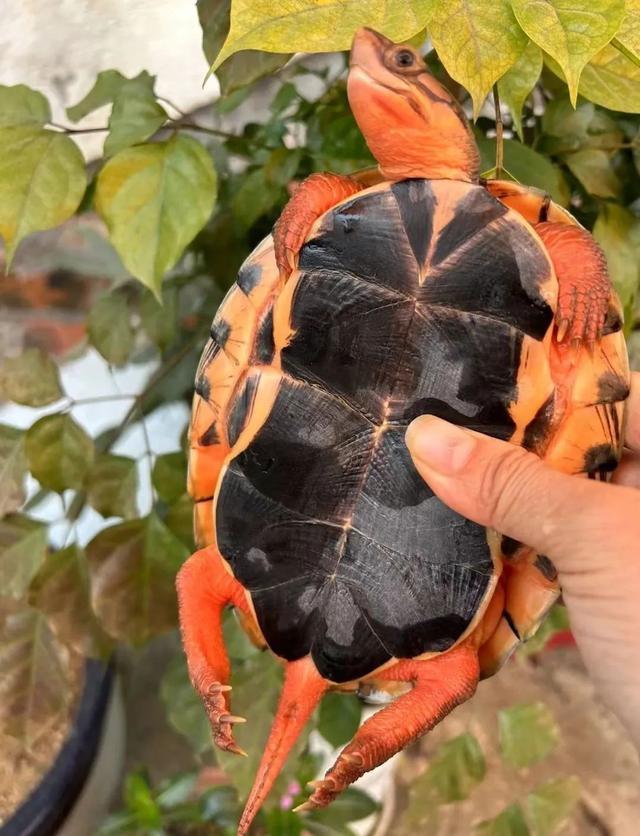 闭壳龟大盘点！14种闭壳龟谁最适合养？黄缘稳居第一，这几种别碰