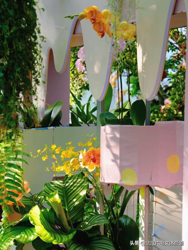 万株热带兰花盛放“23℃花屋” 武汉植物园热带兰展冬日绘春