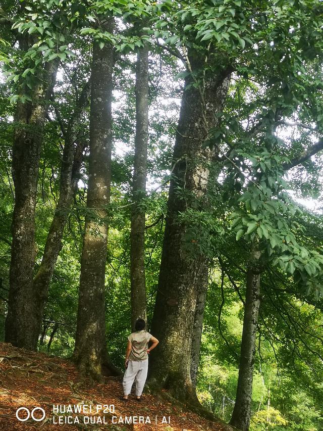 酷暑中探秘雪峰山巅峰的奥妙