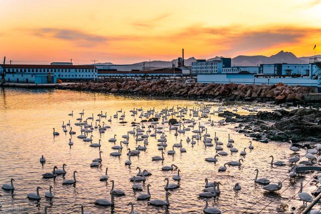 山东这座“天鹅村”美到窒息！百年海草房藏着胶东最暖的冬日童话