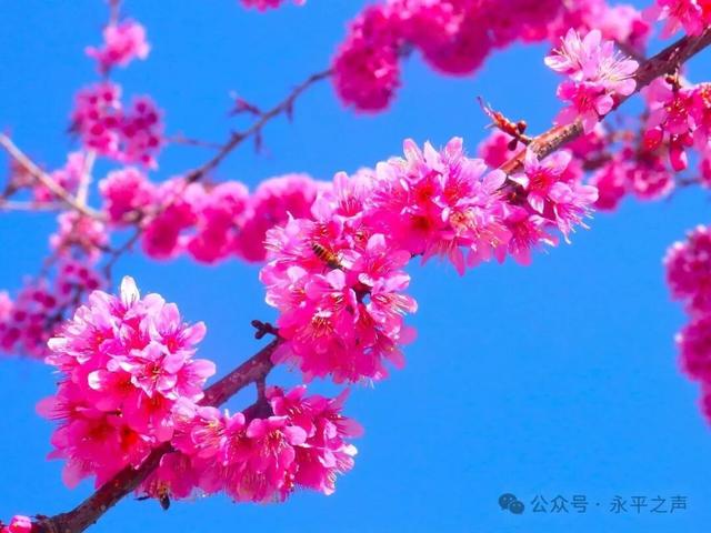 生活里的永平味道 |永平街巷藏不住的温柔与明媚
