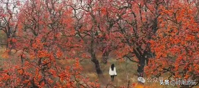 西安周边2小时行程内,免费摘柿子拍照打卡之地推荐!