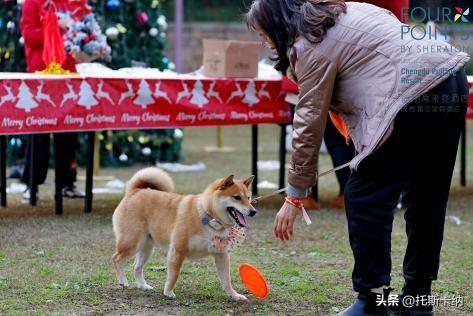 “爪爪心愿·暖冬童话夜”圣诞亮灯温情启幕萌宠与爱共绘冬日美好