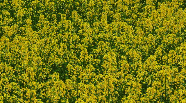 免费打卡！乐山这些地方的油菜花可以约起来啦~