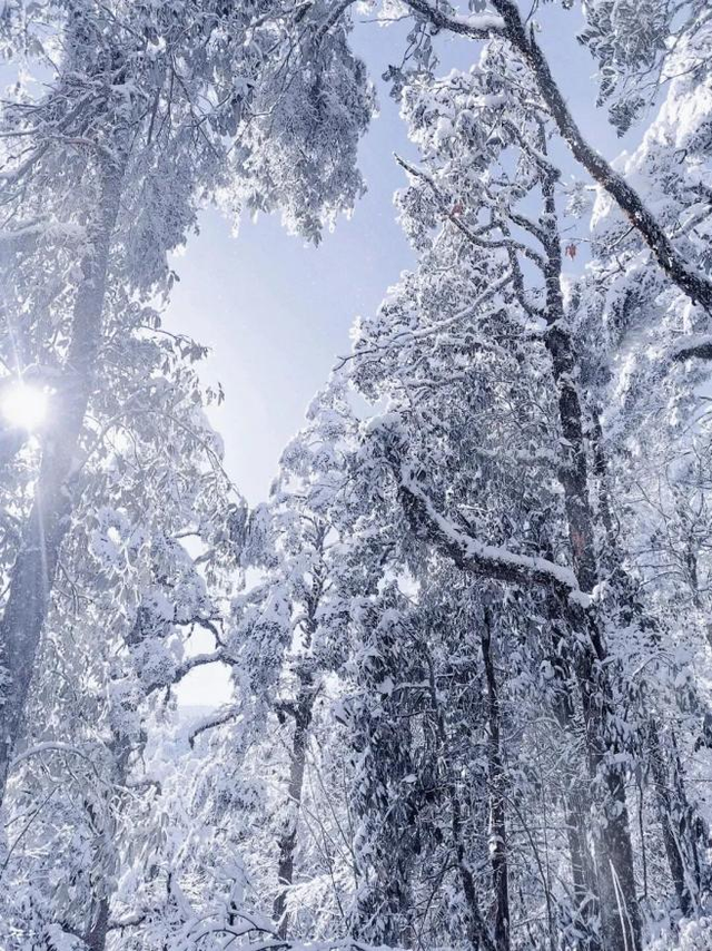 在雅安！！这么美的雪景我当然狠狠宣传啊啊啊！！