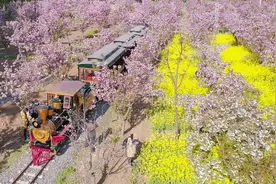 假期去哪玩？石家庄5条休闲农业线路邀你“春观花”图片