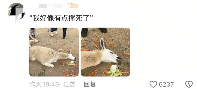 笑麻了！国庆的动物们都吃出工伤了！一看评论区动物们都EMO 了