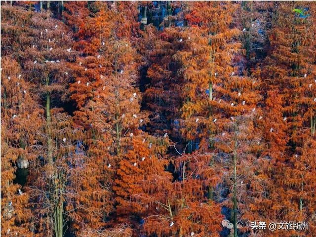 别去日本了!新洲的“同款”风景,美得更懂你