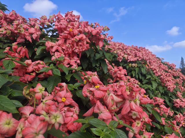 从学苑大道入大沙河绿过大学城后进深圳弯公园流花山景点【高清】