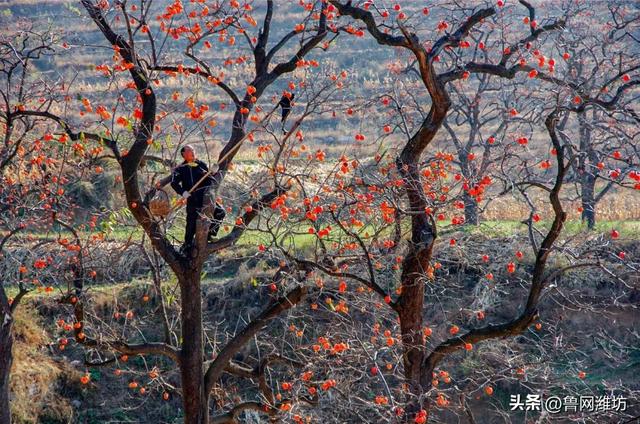秋天的潍坊，是谁惊艳你的朋友圈？