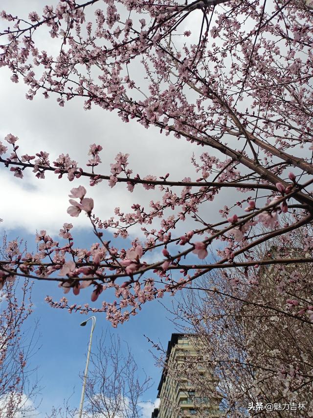 春雨润新园，繁花赴春约 ，在繁花满枝的春日里，遇见最好的自己