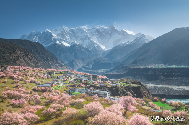 下月即将开爆！这才是 “中国最美春天”，一年仅20天可遇！