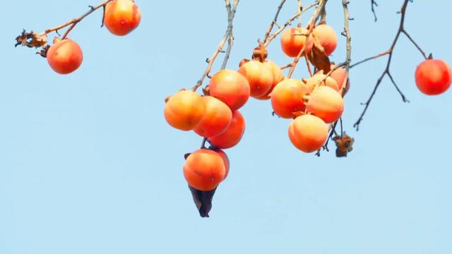 看，黄陂把秋天挂满了枝桠