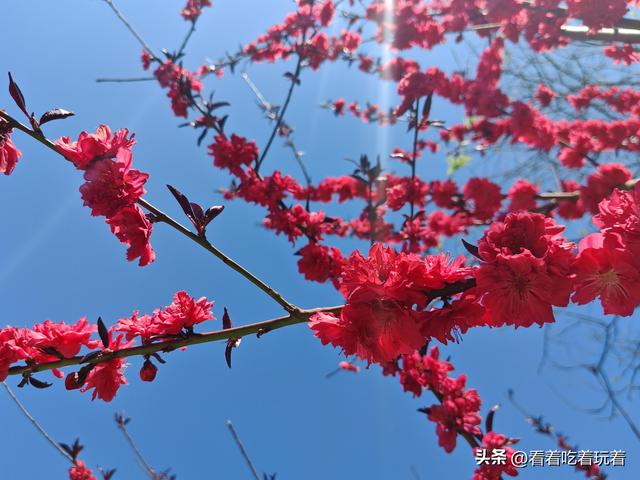 北京公园赏花记