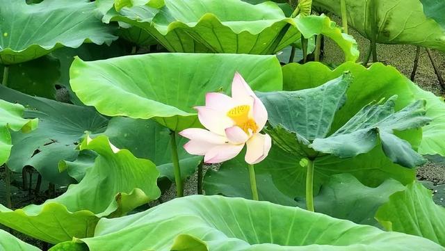 又一批“济南寻美客”出炉！欢迎你也来将济南的美定格