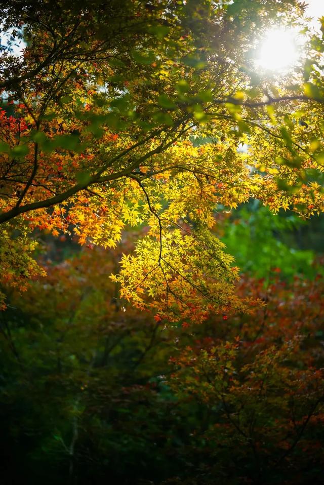 最高气温20℃!重庆人快来这些公园晒太阳