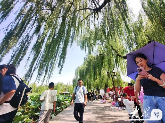 明湖垂柳曼妙多姿 游人如织景致如画