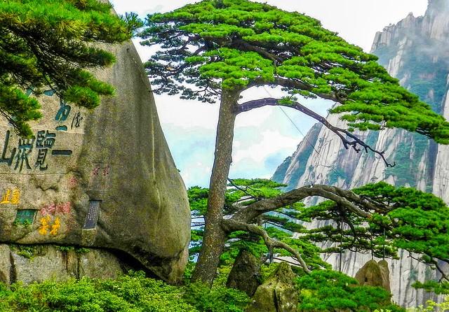 国内七大区域“第一景”分别是这7个，华东是黄山，西南是九寨沟