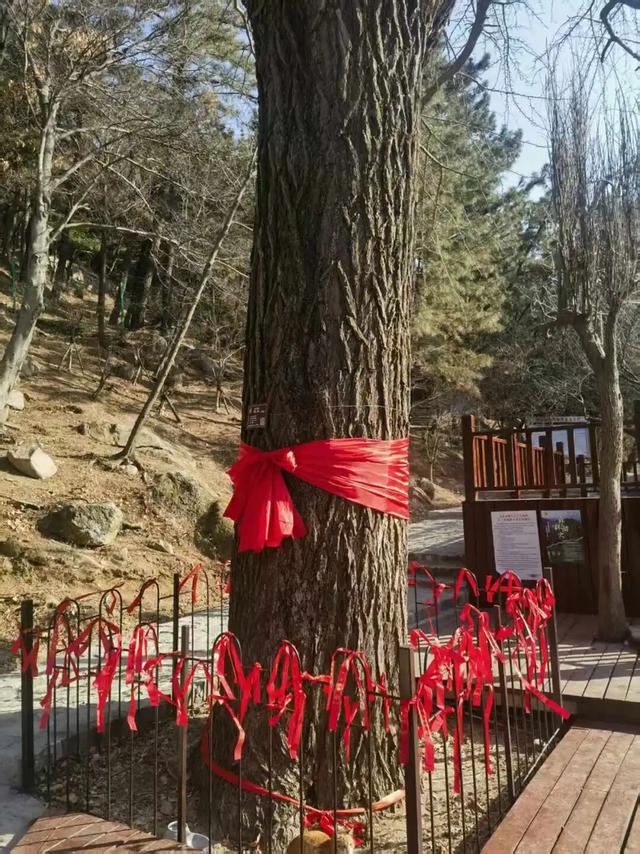 崂山这块石头火了！来崂山——“马”上好运！