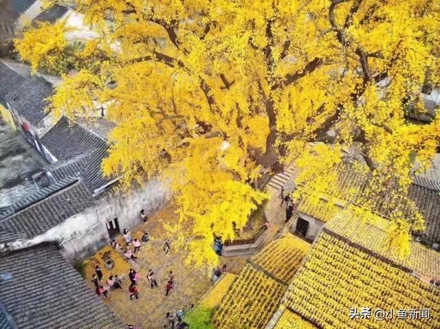 金色的苏州，开始了！