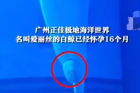 被感动了！白鲸15岁怀孕16个月“丝滑”生娃，小白鲸出生就1米75图片