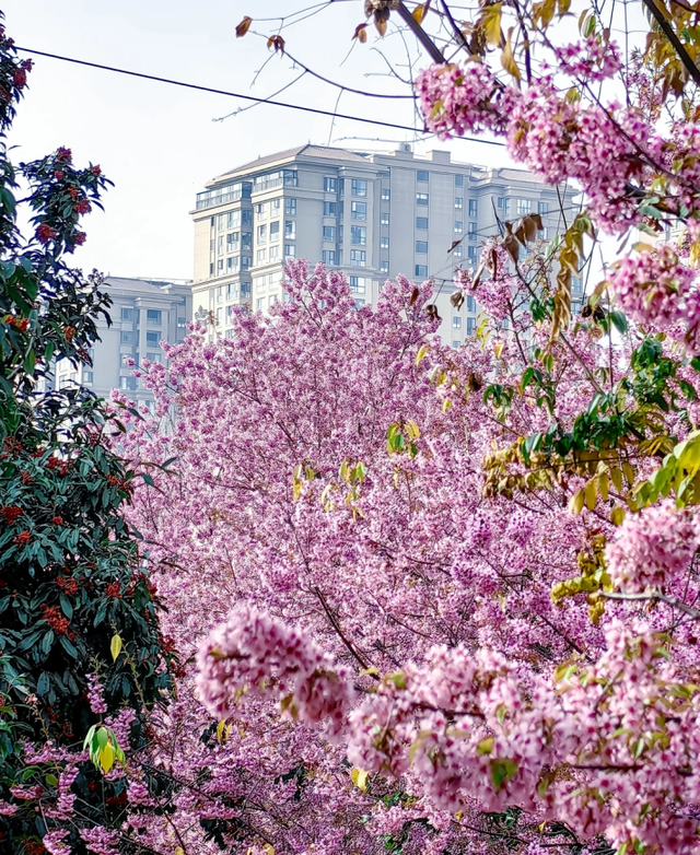 大寒至，春可期，昆明这些地方繁花似锦！