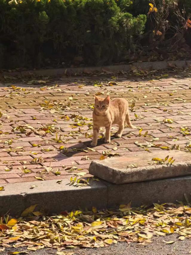 太美了！这里是日照万安路