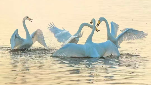 冬日畅游齐鲁，相约乐GO山东！