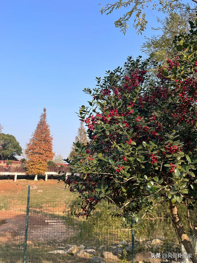 南昌凤凰洲湿地公园，美的不像话！