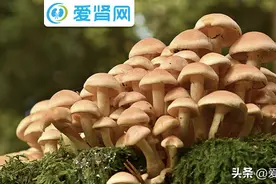 得了肾病不能吃蘑菇？错！这样选对肾好~图片