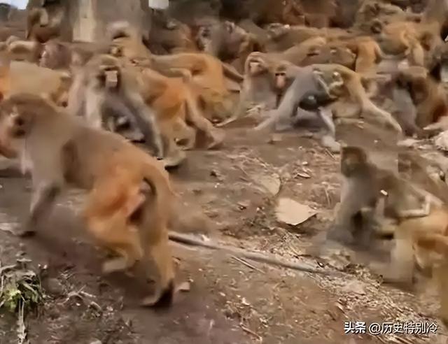 伤害1只也不行！2024年女游客徒步比赛被抓咬，十余只持续3分钟