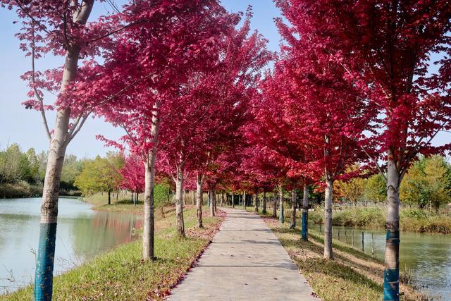 宿迁泗洪洪泽湖湿地，芦苇遍布，环境优美，一幅被秋天浸染的画卷