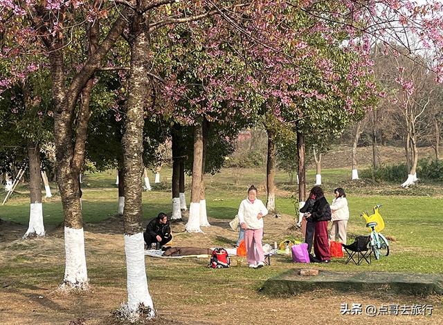 成都最大规模冬樱花开了，1000多株，惊艳壮观，免费，地铁直达！