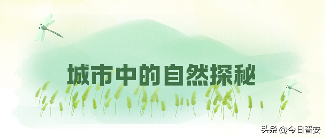 八月，来趟晋安吧！