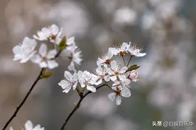 NPD的原生家庭就像个疯人院，无知还自以为是图片