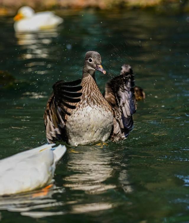 乘高铁看天鹅，还有限时景区优惠！