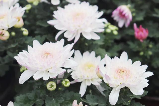 不愧是顶流！一大早就红了，人挤人持续好多天！萧山人家门口也有······