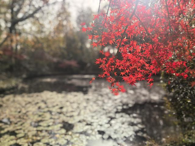 南京栖霞山一日徒步，游千年古刹，看漫山红叶