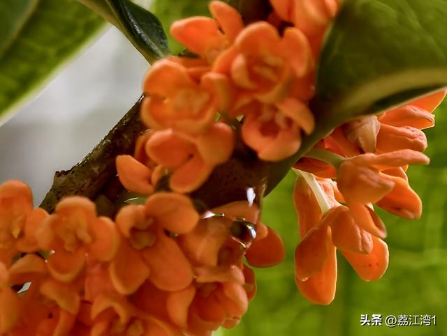 桂香漫城：桂林的秋日私语