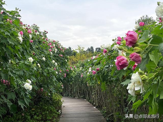成都芙蓉花开爆了，成都人的私藏，不要门票，冷门却超级惊艳！