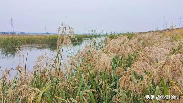 寻美薛城丨自然之美！初冬的芦苇花，蟠龙河畔一道亮丽的风景线！