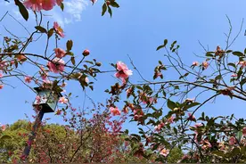 全职妈妈带娃日记1｜南昌动物园遛娃记（含攻略）图片