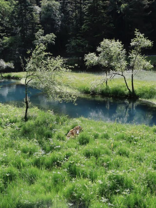 鱼跃天际、鸟翔水底，九寨沟邀你共赏夏日奇景~