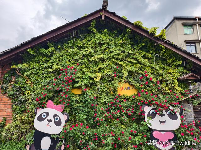 成都古镇（15）郫县唐昌古镇崇宁公园·大椿巷
